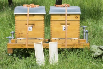 Beehives on a meadow orchard, Baden-Württemberg, Germany, Europe