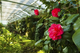 Zuschendorf Country Castle Camellia Show