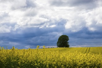 Rape fields near Batzdorf in the district of Meissen