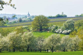 Spring in a carp tavern near Meissen