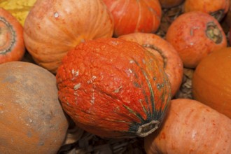 Pumpkins (Cucurbita) (Cucurbitaceae) are a genus of plants in the gourds . Five species are