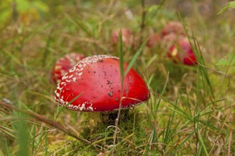 Dippoldiswalder Heide, fly agaric