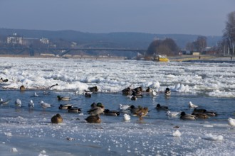 Waterfowl at the mouth of the Priessnitz in Dresden