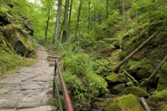 Amselgrund in Saxon Switzerland