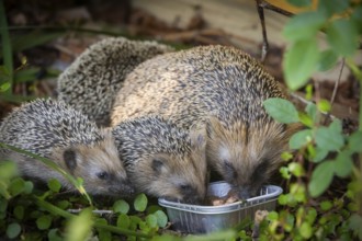 Hedgehog mother with young in the living environment of humans. A near-natural garden is a good