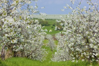 Orchards near Dohna