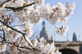 Dresden silhouette in spring. Numerous Japanese cherry trees blossom on the banks of the Neustädter