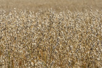 Field with common oat (Avena sativa), Rhineland-Palatinate, Germany, Europe