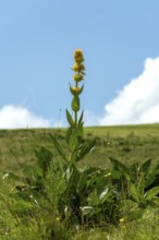 Gentian flower (Gentiana lutea), Auvergne Volcanoes Park. Puy de Dome. Auvergne Rhone Alpes. France