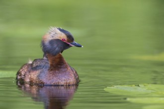 Horned Grebe (Podiceps auritus) swims in water, Västergotland, Sweden, Europe