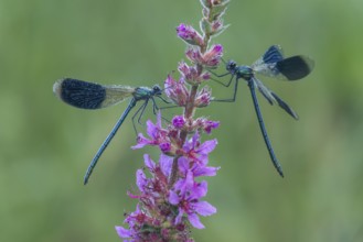 Banded Demoiselle (Calopteryx splendens), Upper Austria, Austria, Europe