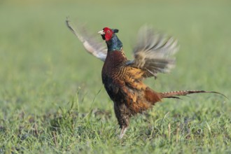 Pheasant (Phasianus colchicus), courtshiping cock, Upper Austria, Austria, Europe