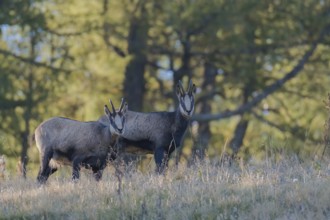 Chamoises (Rupicapra rupicapra), in the mountain forest, Hochschwab, Styria, Austria, Europe