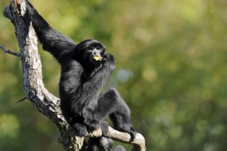 Siamang (Symphalangus syndactylus), captive, occurring on the Malay Peninsula, Malaysia, Asia