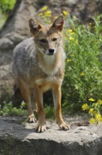 Golden jackal (Canis aureus), captive, occurring in Asia and Europe