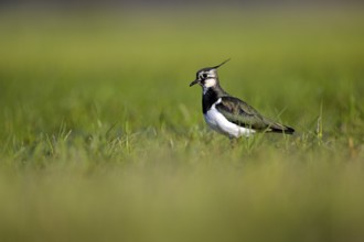 Northern lapwing (Vanellus vanellus), in a wet meadow, Dümmer, Lower Saxony, Germany, Europe