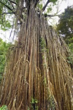 Curtain strangler fig (Ficus virens), tropical tree, tree, rainforest, jungle, Atherton tablelands,