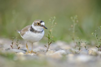 Charadriidae in the gravel pits on the banks of the Rhine. Bas-Rhin, Collectivite europeenne