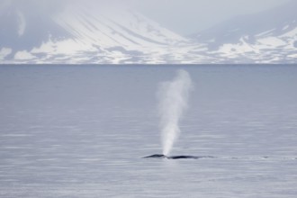 Blue whale (Balaenoptera musculus) adult, surfacing and splashing, in coastal habitat with light