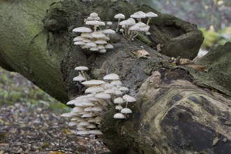 Porcelain fungi (Oudemansiella mucida), Emsland, Lower Saxony, Germany, Europe