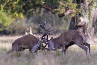 Red deer (Cervus elaphus), rutting fight of two capital stags in a meadow, Zealand, Denmark, Europe