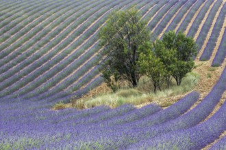 Trees in lavender field, flowering true lavender (Lavandula angustifolia), D56, between Valensole