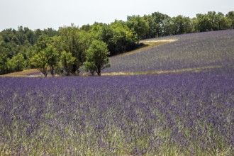 Lavender field, flowering true lavender (Lavandula angustifolia), D56, between Valensole and