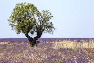 Tree in a lavender field, flowering true lavender (Lavandula angustifolia), near Valensole,