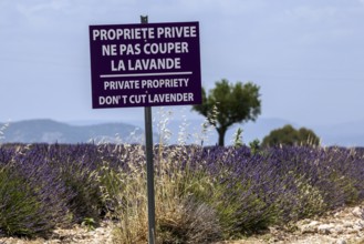 Prohibition sign in lavender field, flowering true lavender (Lavandula angustifolia), Puimoisson,