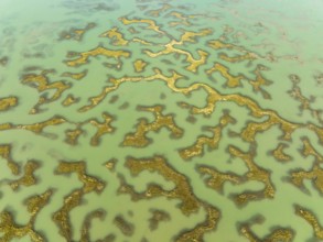 Network of channels and streams at low tide, in the marshland of the Bahía de Cádiz, aerial view,