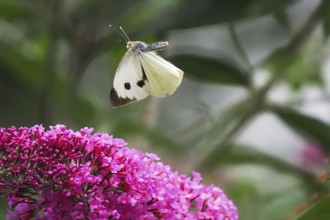 Cabbage butterfly (Pieris brassicae), flying, approaching flower of butterfly-bush (Buddleja