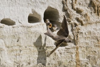 Sand martins (Riparia riparia), Emsland, Lower Saxony, Germany, Europe