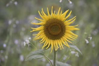 Sunflower (Helianthus annuus), Emsland, Lower Saxony, Germany, Europe