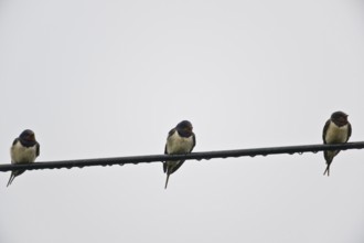 Barn swallows (Hirundo rustica) on telegraph line, Emsland, Lower Saxony, Germany, Europe