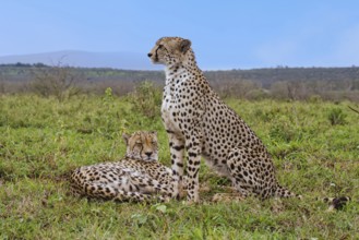 Two young Southeast African cheetahs (Acinonyx jubatus jubatus) in the savannah, one laying, one