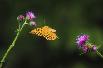 Silver-washed fritillary (Argynnis paphia), male, approaching flower of creeping thistle (Cirsium