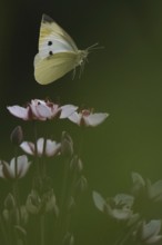 Small white (Pieris rapae) in flight over flowering rush (Butomus umbellatus), Hesse, Germany,