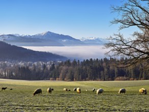 Flock of sheep standing in a meadow, behind a sea of fog with the Rigi, near Baar, Canton Zug,