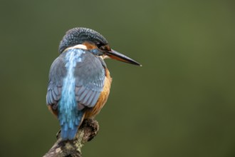 Common kingfisher (Alcedo atthis), Emsland, Lower Saxony, Germany, Europe