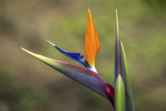 Flower of the Strelitzia (Strelitzia), Madeira, Portugal, Europe