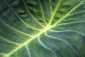 Leaf of the giant elephant ear, also known as giant taro (Alocasia macrorrhizos), close-up,