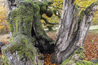 Old copper beeches (Fagus sylvatica) in the Hutewald Halloh, Hesse, Lower Saxony