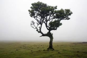 Laurel trees overgrown with moss and plants in the mist, old laurel forest (Laurisilva), stinkwood