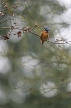 Common kingfisher (Alcedo atthis), Emsland, Lower Saxony, Germany, Europe