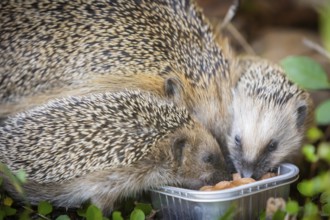 Hedgehog mother with young in the living environment of humans. A near-natural garden is a good