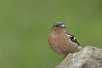 Common chaffinch (Fringilla coelebs), male sitting on a stone, animal portrait, wildlife, North