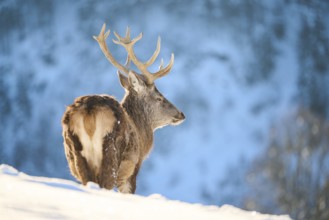 Red deer (Cervus elaphus) stag on a snowy meadow in the mountains in tirol, Kitzbühel, Wildpark