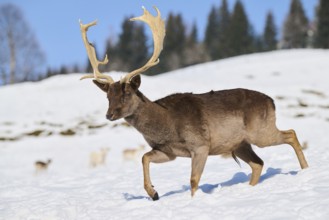 European fallow deer (Dama dama) buck on a snowy meadow in the mountains in tirol, Kitzbühel,