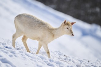 European fallow deer (Dama dama) doe on a snowy meadow in the mountains in tirol, Kitzbühel,