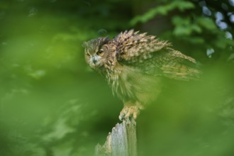 Eurasian eagle-owl (Bubo bubo), sitting on tree trunk in forest shaking itself, Bohemian Forest,